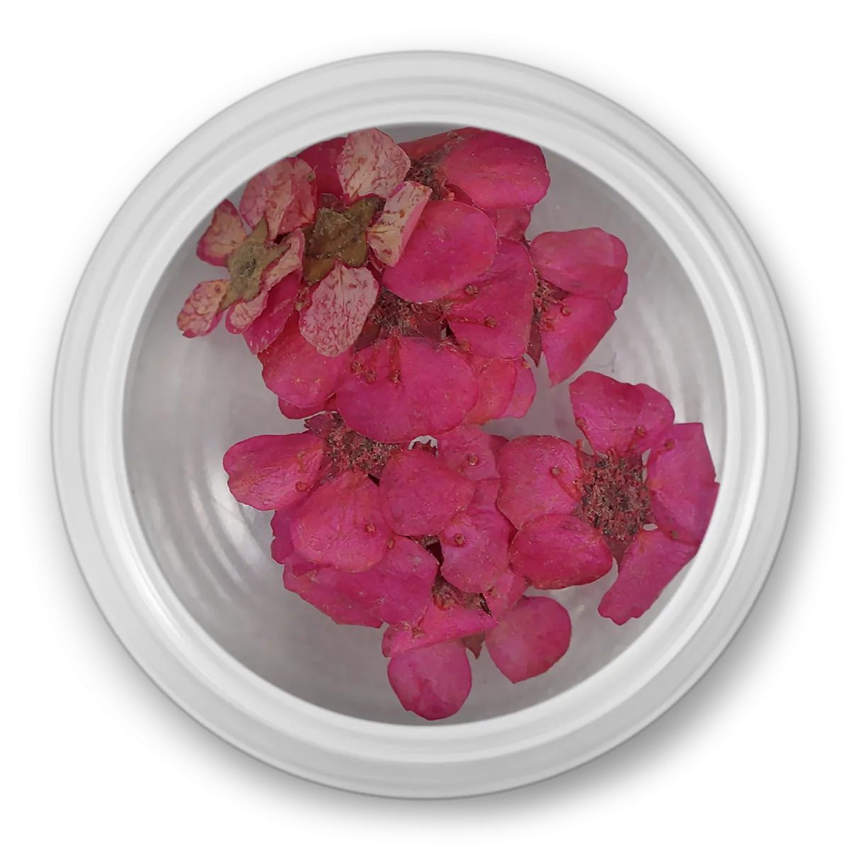 Små blomster i lilla 